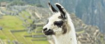 L'Hora del Conte infantil: "Contes del Perú"