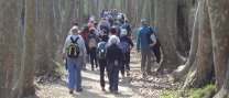 Caminada saludable: Camina i fes salut