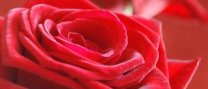 El Mercat regala roses per Sant Jordi