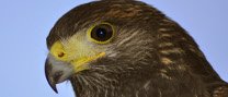 Exhibició de vol de falcons i aus rapinyaires (ACTE SUSPÈS)