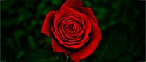 Sant Jordi 2025