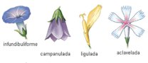 La vegetació dels nostres espais verds