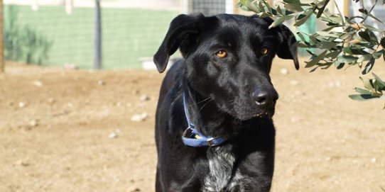 La Lia és un dels gossos que es poden adoptar a Caldes Animal.