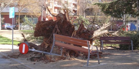 Un arbre caigut a la plaça de la Fàbrica Nova.