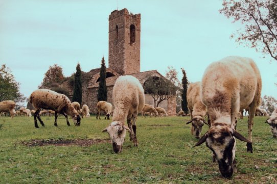 Ramat d'ovelles a Castellar Vell