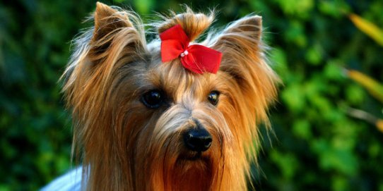 ADA-CV ha organitzat aquesta jornada dedicada a totes les mascotes.