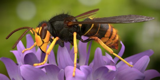 Imatge d'un exemplar de vespa asiàtica.