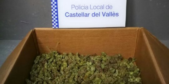 Imatge de la marihuana requisada per la Policia Local.