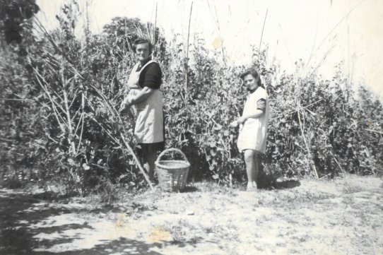 Imatge dels anys 50 amb Lola Argemí, masovera del Castell, i la seva filla, M. Dolors Cos, collint pèsols al camp situat entre aquest edifici i la capella de Santa Bàrbara. (Família Cos-Argemí)