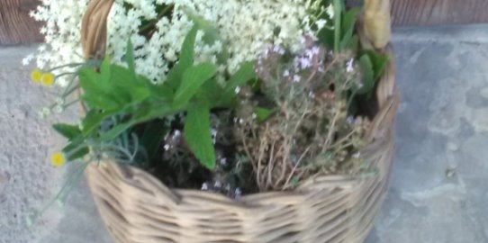 Cistell d'herbes.