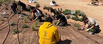 L’alumnat de Jardineria de Les Garberes arranja un parterre de la ronda de Llevant