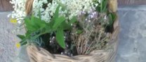 Taller i tastet: "Les males herbes comestibles"
