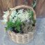 Taller i tastet: "Les males herbes comestibles"