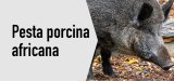 Mesures per Pesta Porcina Africana (PPA)
Consulta-les aquí