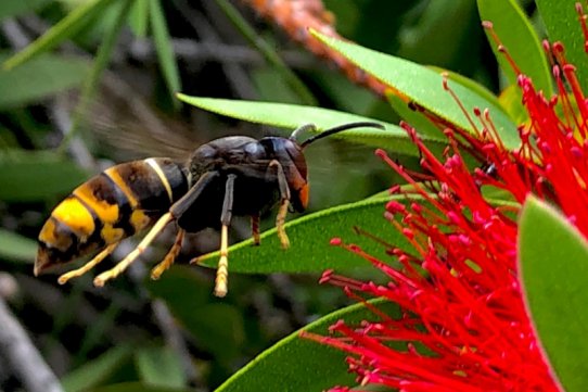 Vespa velutina.