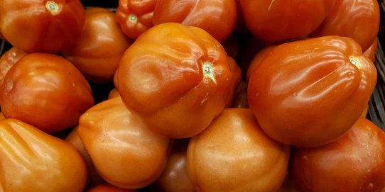 Tomàquets cor de bou.