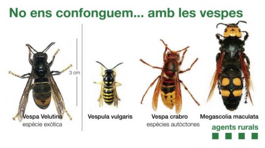 Aprèn a identificar les diferents vespes.