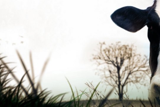 Imatge del cartell de la Setmana Verda 2010