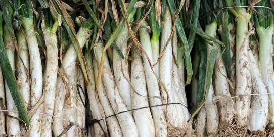 Els calçots seran els grans protagonistes de la jornada.