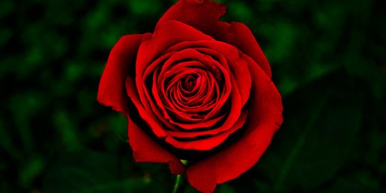 Imatge de Sant Jordi 2025.