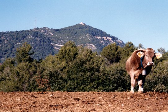 Vista del Puig de la Creu